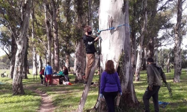 Vecinos autoconvocados solicitan «evitar la tala de los árboles» del Monte de Eucaliptus