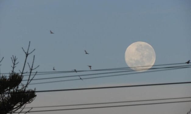 Así se vió la «Luna de Fresa» en el cielo galvense