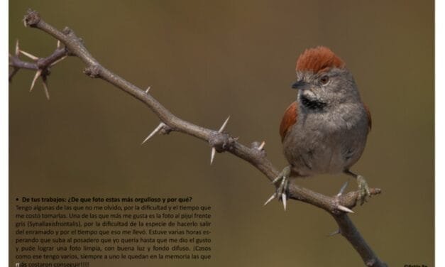 El galvense Pablo Ré logra reconocimiento nacional fotografiando animales y paisajes