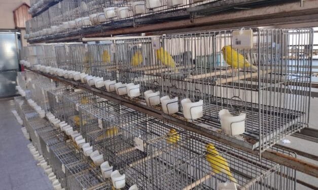 Se realizó el selectivo de canarios para el Argentino en Esperanza