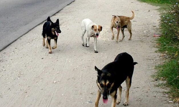 Animales sueltos en la vía pública: «La concientización que habíamos logrado, con la pandemia se perdió»