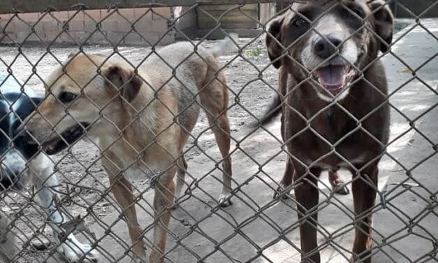 Reserva Canina: menores de edad con rifles en inmediaciones del predio provocan daño a los animales