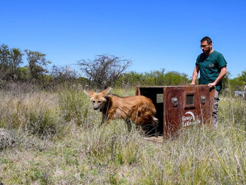 Un aguará guazú y un puma secuestrados en Desvío Arijón, volvieron a su hábitat
