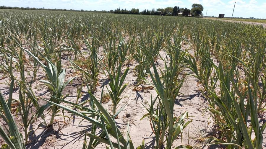 Sequía: la provincia instrumenta asistencia financiera de $700 millones para productores agropecuarios afectados