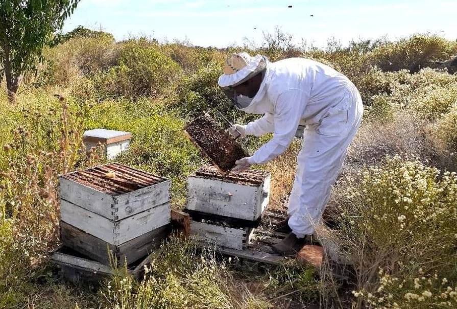 La apicultura también sufre los efectos de la sequía en la región
