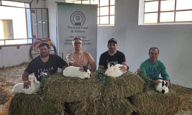Cría de conejos: expositor galvense logró 3 primeros premios en la Rural en Rafaela