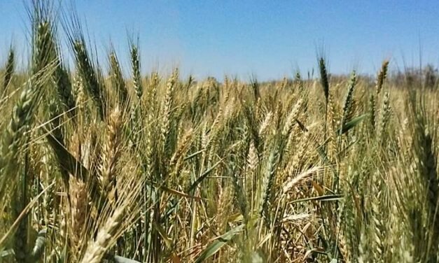 Pronosticaron la corriente de «El Niño» para octubre, pero todavía no sabemos cuándo llega
