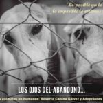 Reserva Canina participa en concurso por balanceado: sumáte a votar!!!