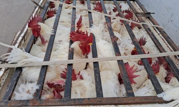 Policiales: aprehensión