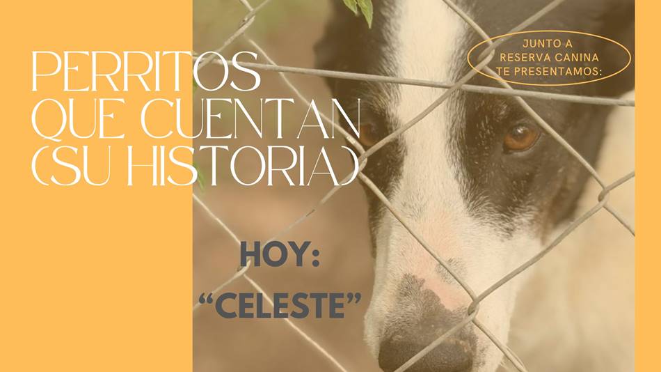 Porque «una casa con perros, es un hogar completo»
