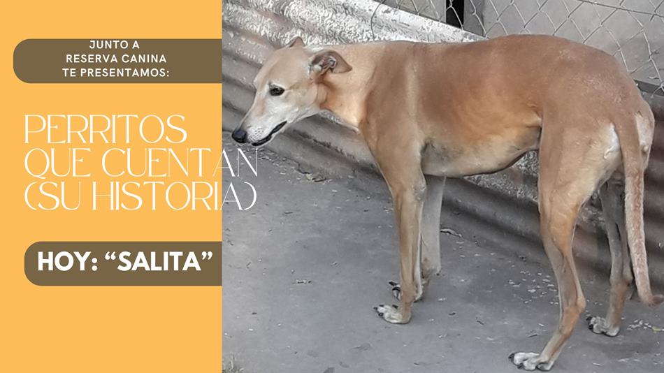 ADOPTÁ; NO COMPRES!!! Hoy, una nueva historia en primera persona