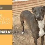 «Los perros tienen un solo defecto: ellos creen en los hombres»