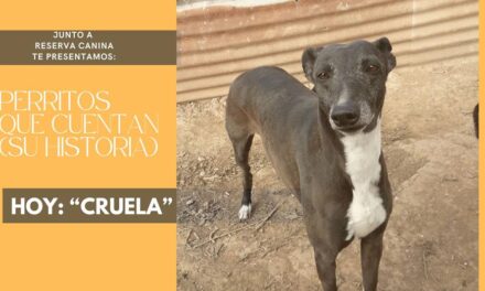 «Los perros tienen un solo defecto: ellos creen en los hombres»