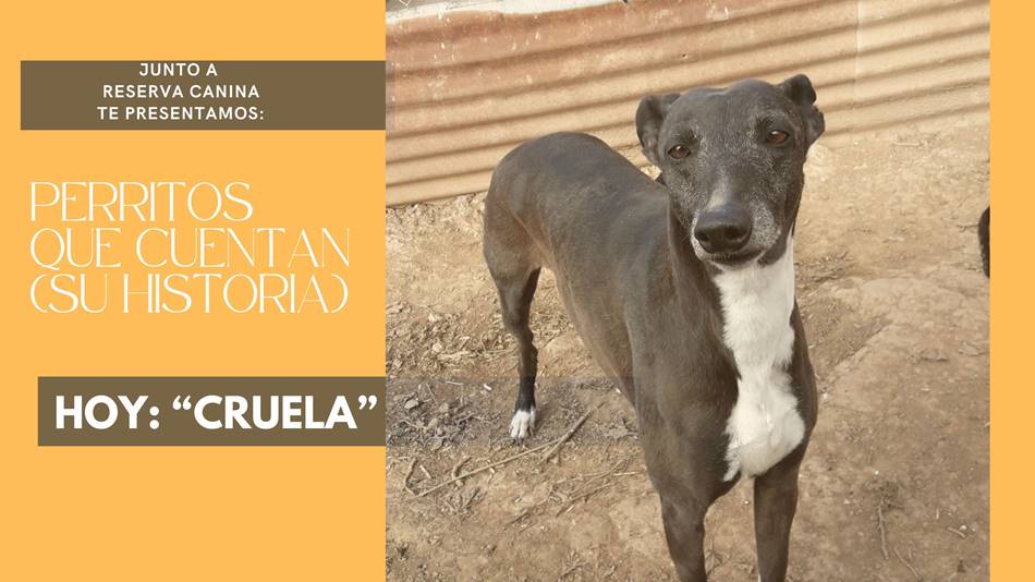 «Los perros tienen un solo defecto: ellos creen en los hombres»
