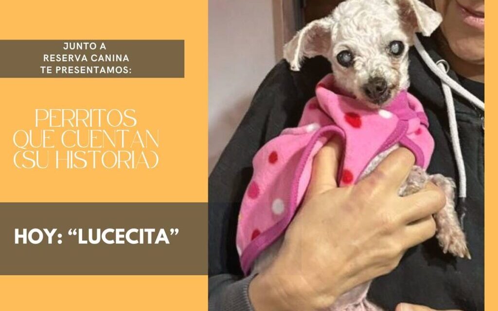 »Cada día con un perro, es una lección sobre cómo vivir el momento»