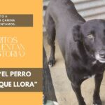 «Hay palabras que nos cambian la vida, pero hay ladridos que nos cambian el alma»