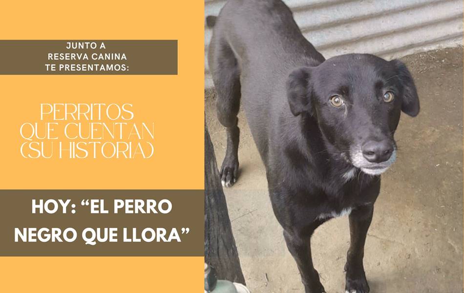 «Hay palabras que nos cambian la vida, pero hay ladridos que nos cambian el alma»
