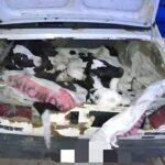 La policía de Cayastá descubrió 8 terneros escondidos en un auto que provenía de nuestra ciudad