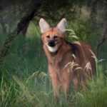 Veterinario galvense trabajó en la recuperación de una aguará guazú que es noticia