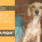 «Los perros son nuestros compañeros en la aventura de la vida»