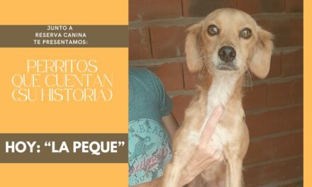 «Los perros son nuestros compañeros en la aventura de la vida»
