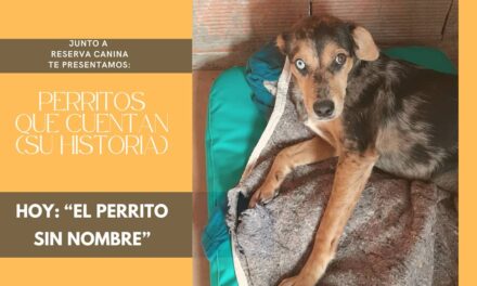 «Una casa se convierte en hogar, cuando le agregamos un conjunto de cuatro patas y una cola feliz»