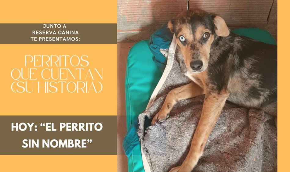 «Una casa se convierte en hogar, cuando le agregamos un conjunto de cuatro patas y una cola feliz»