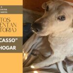 «No hay mejor huella para el corazón, que las patitas de un perro»