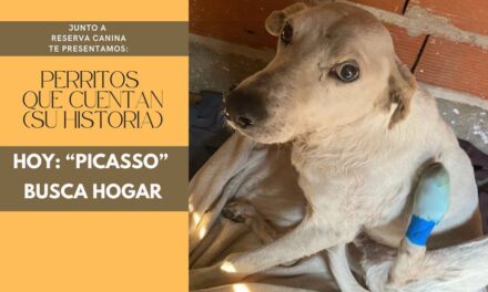 «No hay mejor huella para el corazón, que las patitas de un perro»