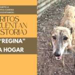 «Cuando conectas con un perro, las palabras sobran»