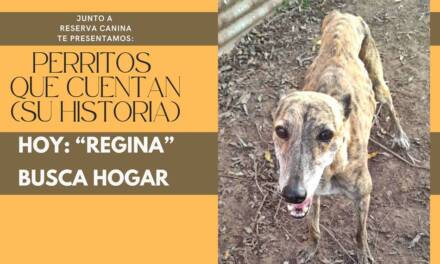 «Cuando conectas con un perro, las palabras sobran»