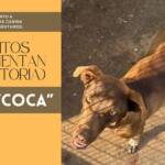 «Los perros son maestros en el arte de la lealtad»