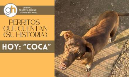 «Los perros son maestros en el arte de la lealtad»