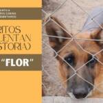 «Mi perro no es una mascota, es parte de mi familia»