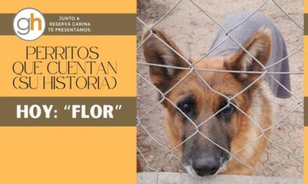 «Mi perro no es una mascota, es parte de mi familia»