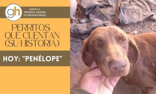 «Adoptar un perro es la única forma de escoger un familiar, y la mejor de conseguir un amigo»»