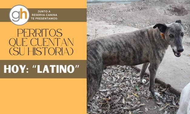 «Quisiera aprender a amar, en la forma en que lo hace mi perro»