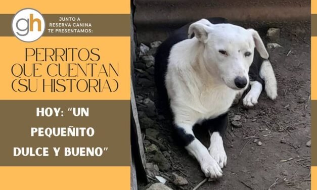 «Una perrito no es sólo un animal, es un pedacito de amor que camina a tu lado cada día»