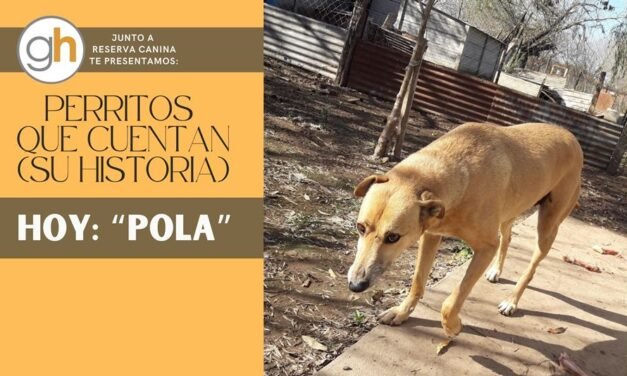 «No hay mejor psiquiatra que un perro lamiéndote la cara»