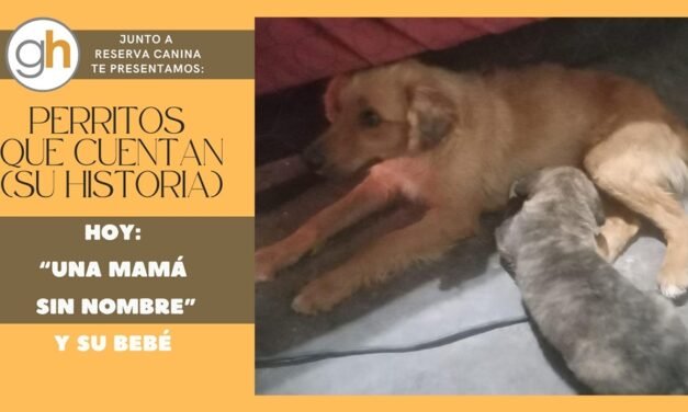 “No puedes cambiar el pasado de un perro, pero puedes reescribir su futuro”
