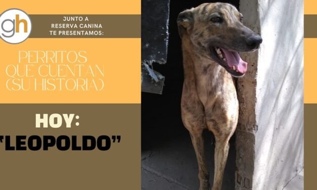 «Si quieres que alguien te ame para siempre, adopta un perro»