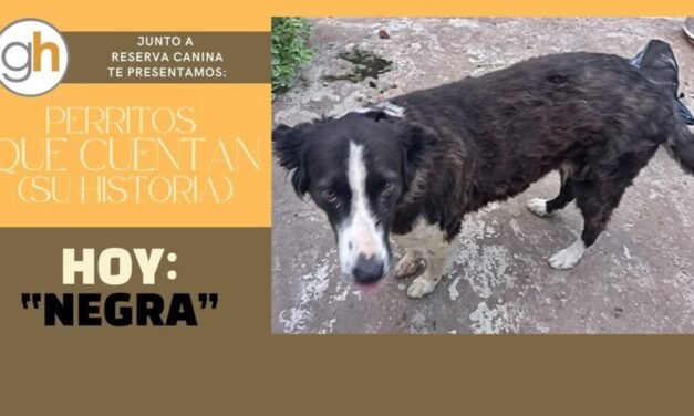 «Un hogar con un perro, es un hogar en armonía»