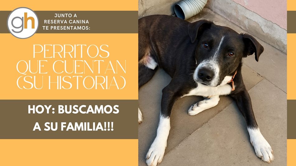 RESERVA CANINA: esta belleza está perdida por la ciudad