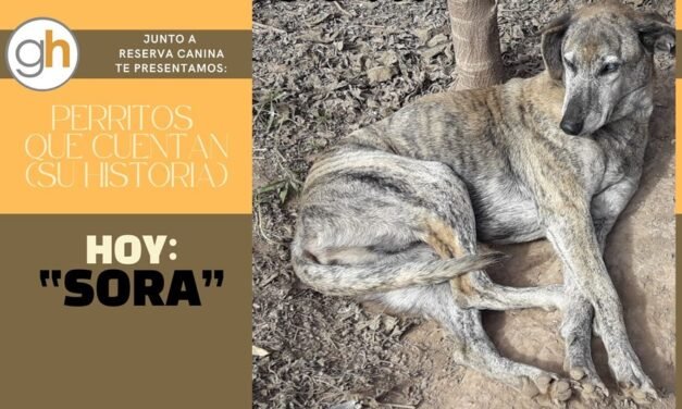 «Los perros adultos no necesitan que los críes, sólo que los ames…»