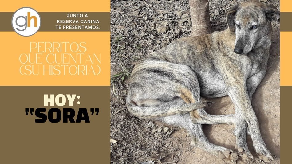 «Los perros adultos no necesitan que los críes, sólo que los ames…»