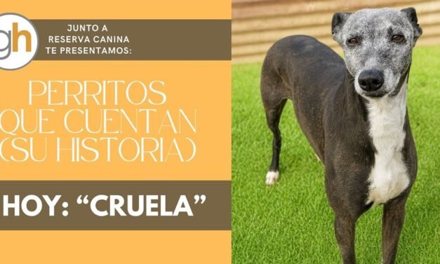 «EL AMOR TIENE CUATRO PATAS Y UN CORAZÓN DE ORO»