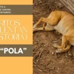 SE BUSCA: UNA FAMILIA / RECOMPENSA: MUCHO PERO MUCHO AMOR