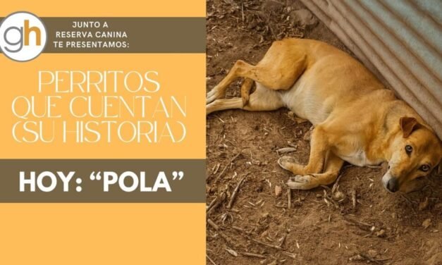 SE BUSCA: UNA FAMILIA / RECOMPENSA: MUCHO PERO MUCHO AMOR