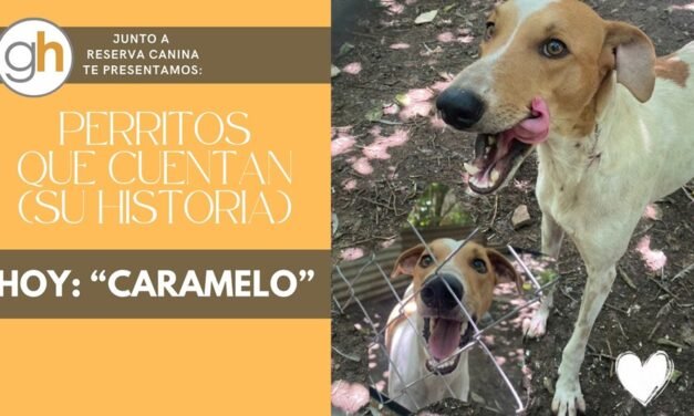 La adopción responsable es la mejor forma de combatir el abandono animal