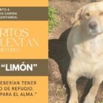 «Todos deberían tener un perro de refugio… Es bueno para el alma»